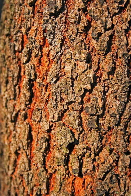 Tree Bark Close Up