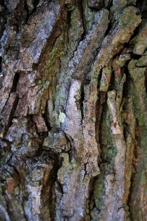 Tree Bark Surface