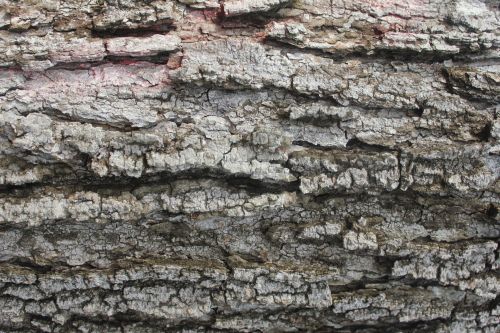 Tree Bark Texture