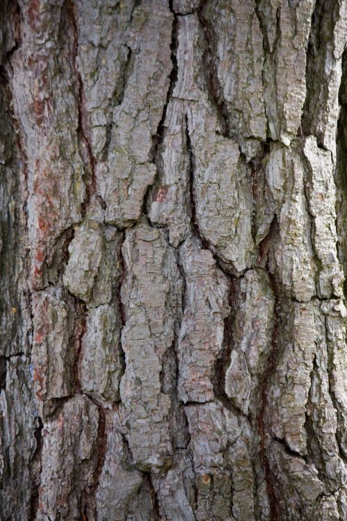 Tree Bark  Texture