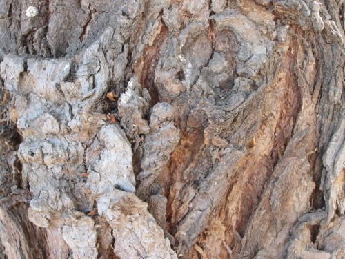 Tree Bark Texture 19