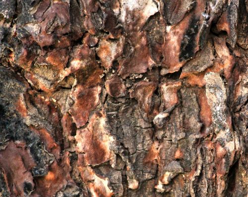Tree Bark Texture 2