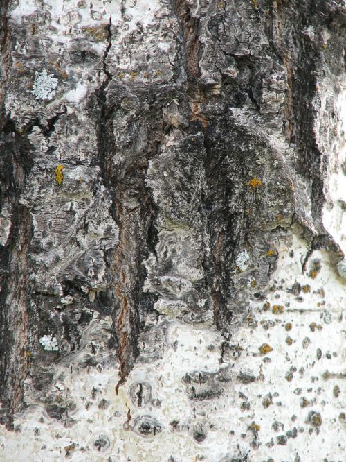 Tree Bark Texture