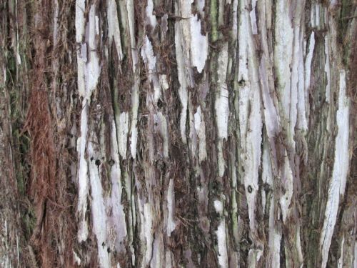 Tree Bark Texture 26