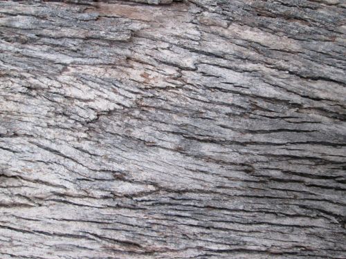 Tree Bark Texture 32