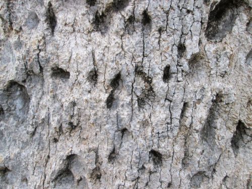 Tree Bark Texture 35