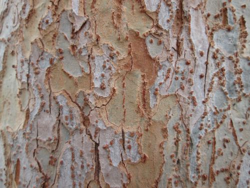 Tree Bark Texture 6