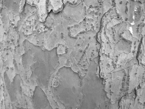 Tree Bark Texture 8