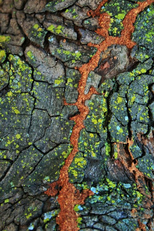Tree Bark With Colours