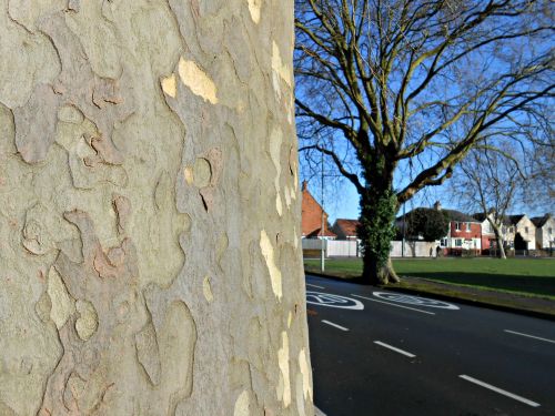 Tree Bark With View Of Road