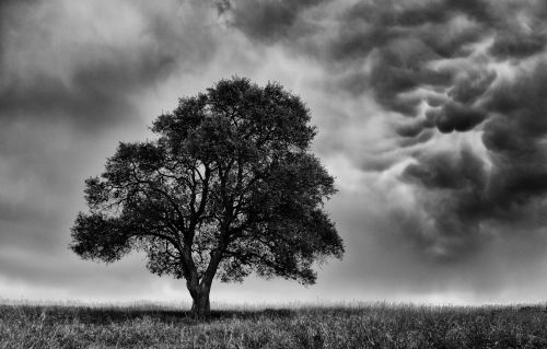 Tree Before Storm