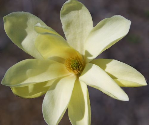 Tree Blossom