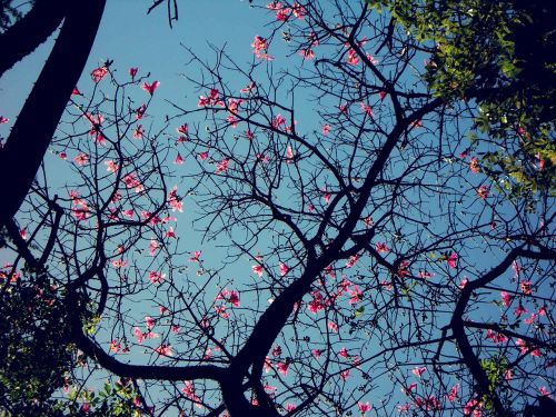 tree blossom flowering nature