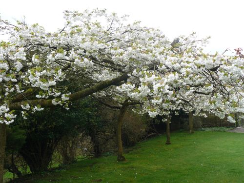 Tree Blossom