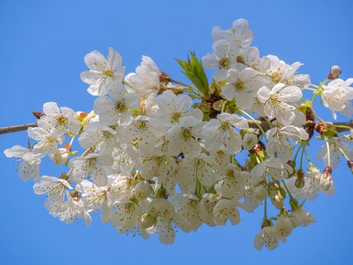 tree blossoms  white flowers  branch