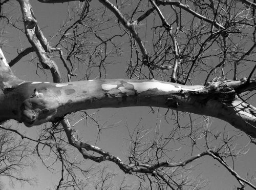 Tree Branch