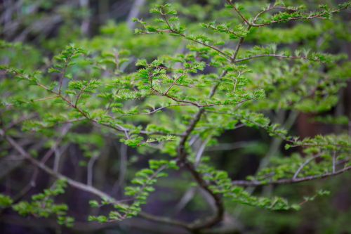 Tree Branch