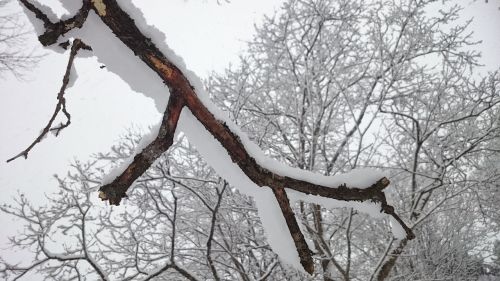tree branch tree winter