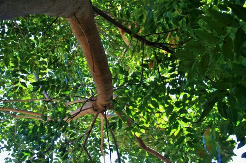 Tree Branch Of Cape Ash