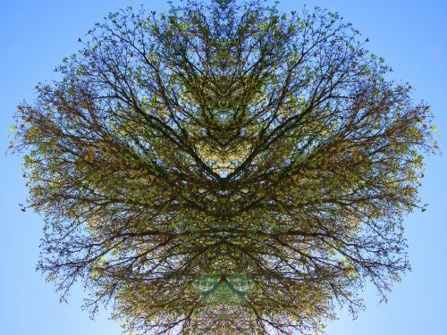 Tree Branch Reflection