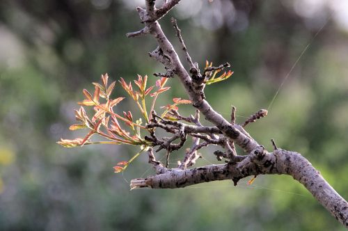 Tree Branch With New Leaves