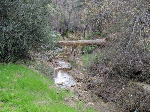 Tree Bridge