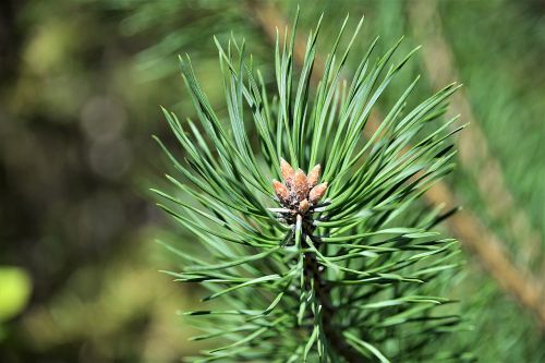 tree bud pine forest