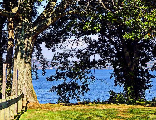 Tree By The Lake