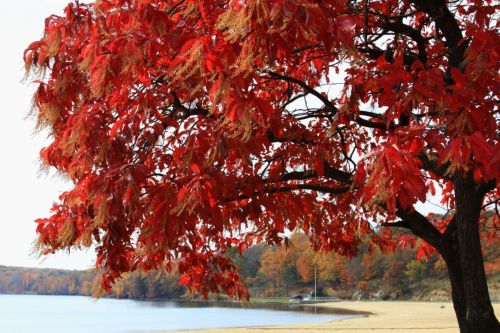 Tree By The Lake