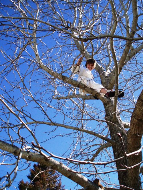 tree climbing boy tree
