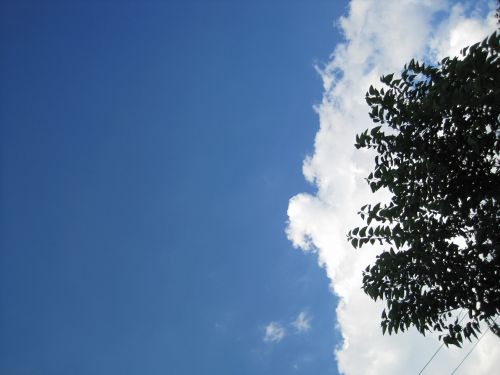 Tree, Cloud And Sky