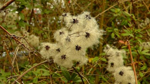 tree coat seeds nature