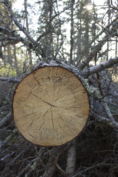 Tree Cut Down Chainsaw