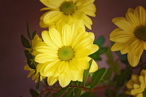 tree daisy flower blossom