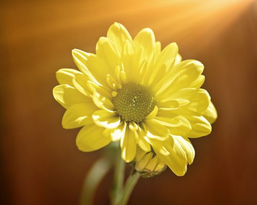 tree daisy flower plant