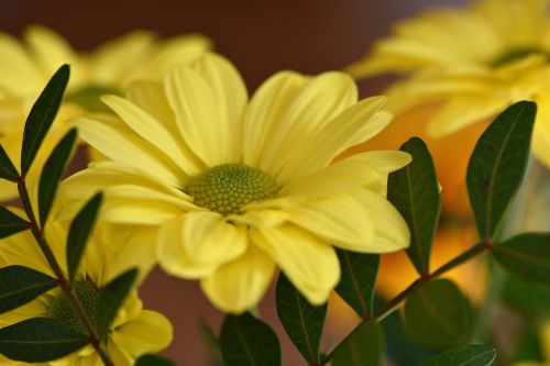 tree daisy flower plant