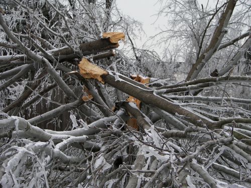 tree destruction ice storm damage