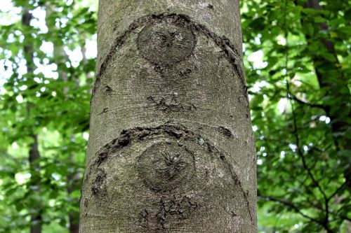 tree eyes bark knots