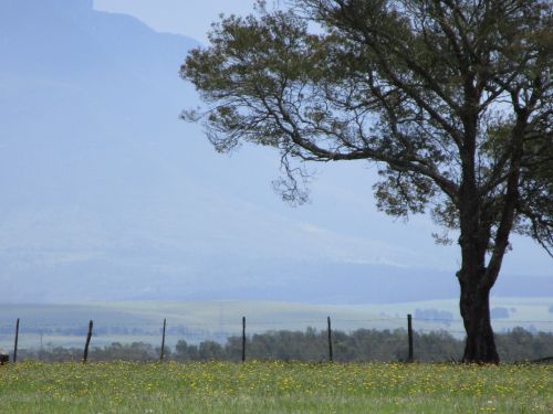 Tree Fence And Mountains