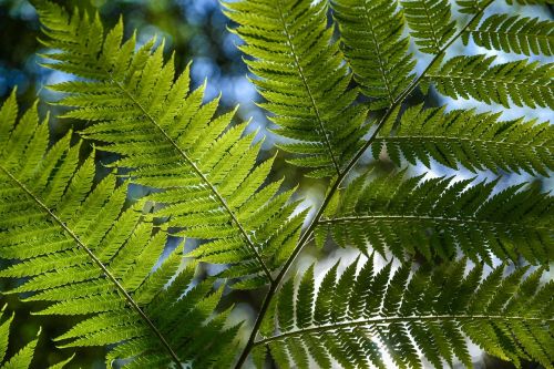 tree fern rainforest foliage
