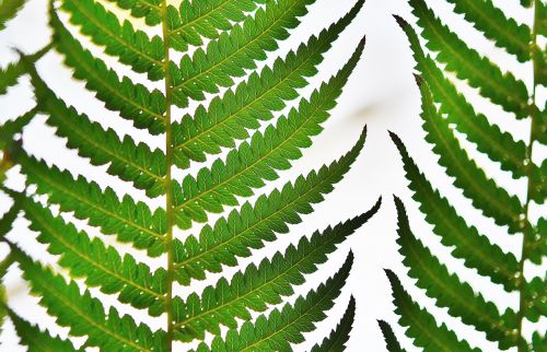 tree fern rainforest macro