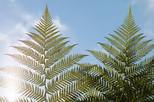 tree fern huge of giant