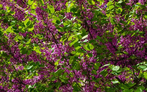 tree flowering  magenta flowers  branch