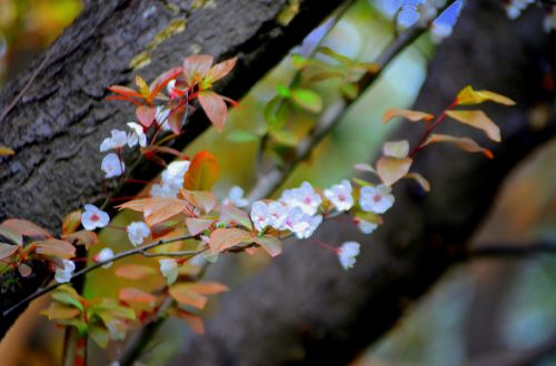 Tree Flowers