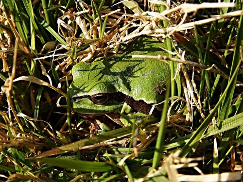 tree-frog tree frog