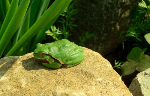 tree frog green amphibian