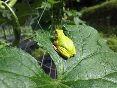 tree frog frog cucumber