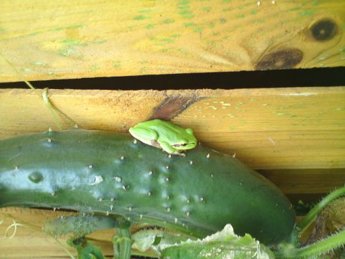 tree frog frog cucumber