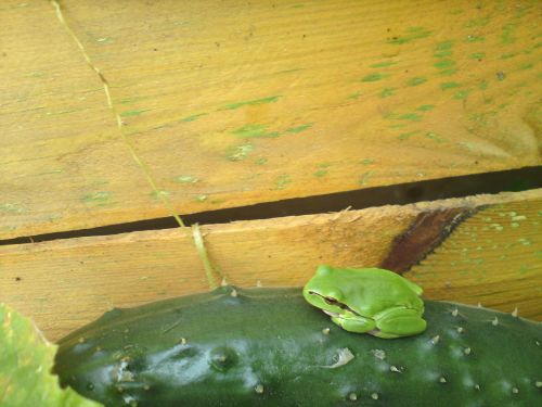 tree frog frog cucumber