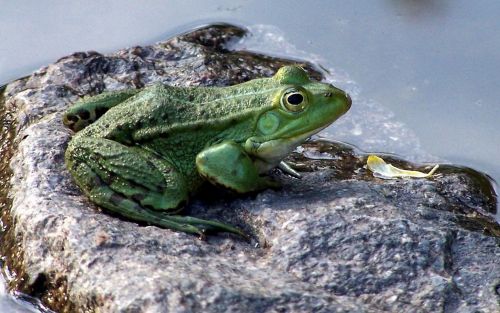 tree frog in the garden pond amphibians